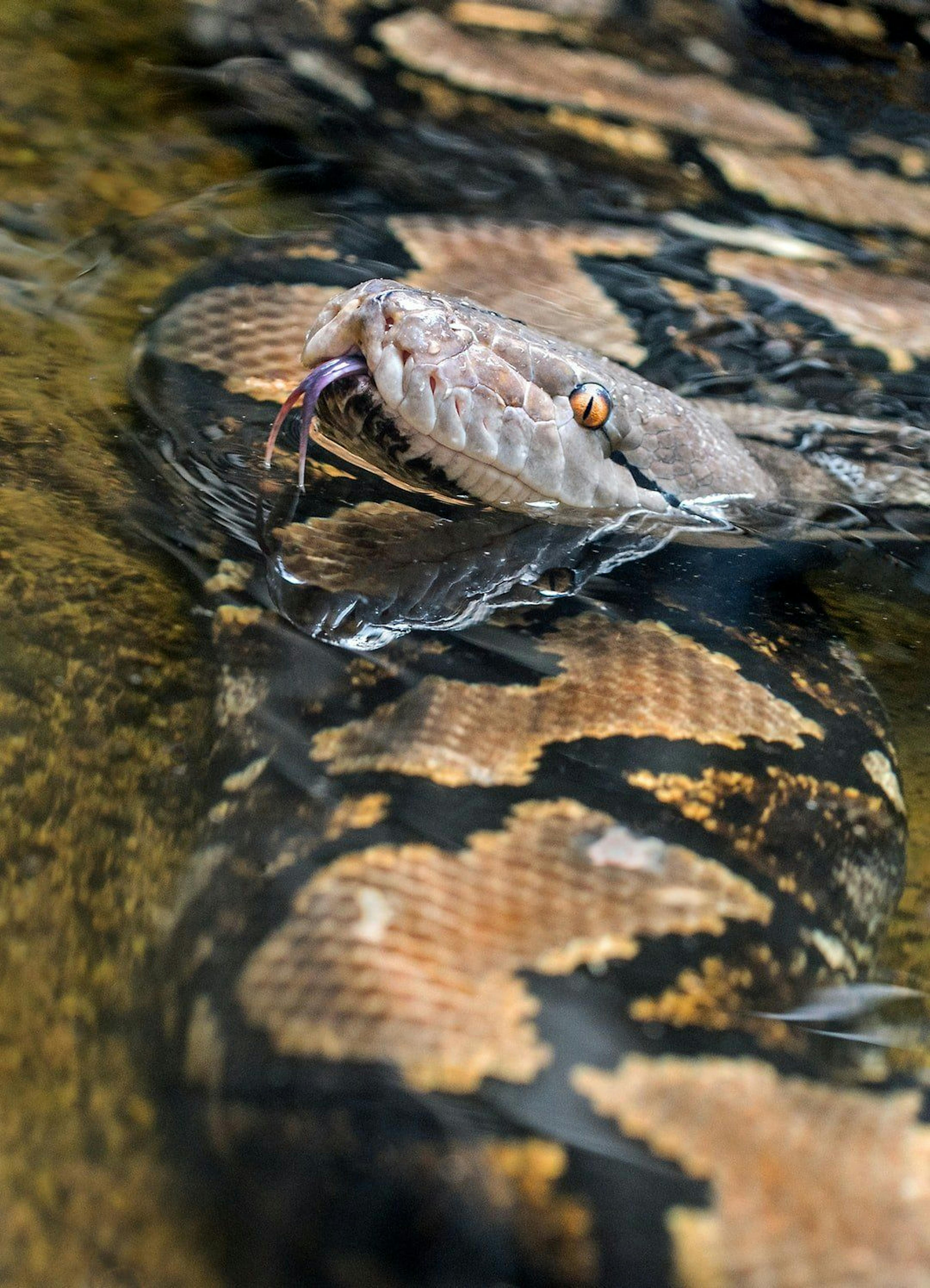 featured image - Python For Beginners: Learning One-Liners On Practice