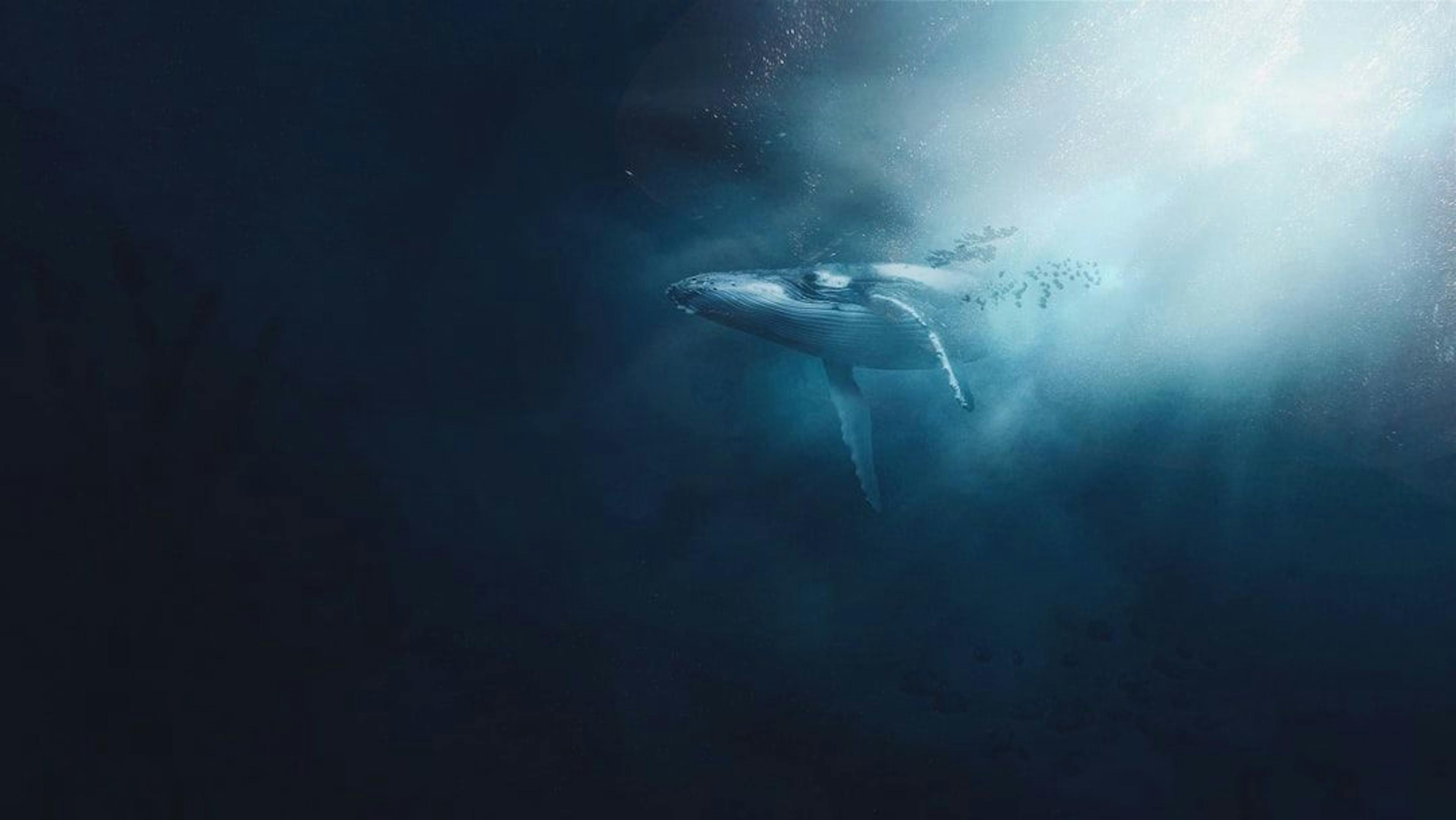 featured image - Moby-Dick; or The Whale: Chapter 69 - The Funeral