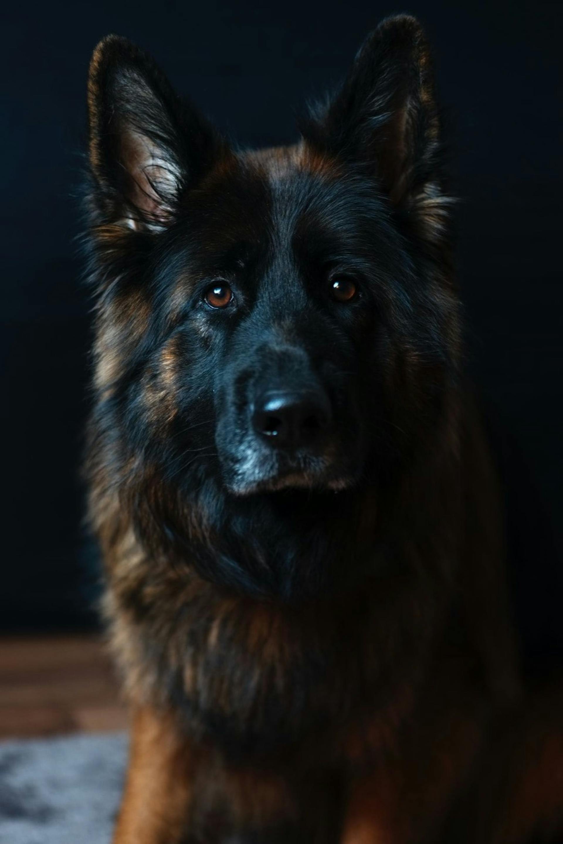 featured image - The Hound of the Baskervilles: Chapter 2 - The Curse of the Baskervilles