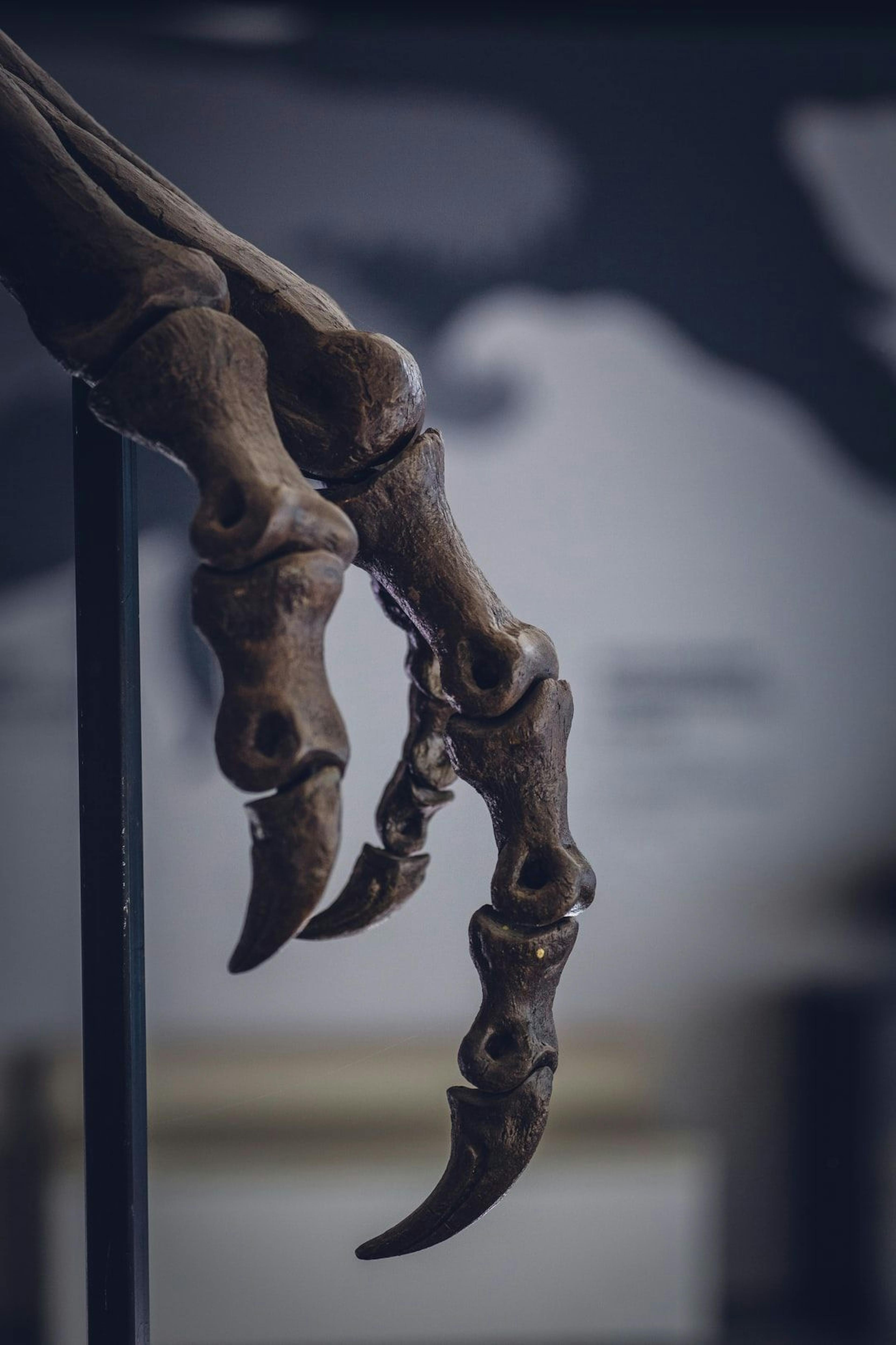 /should-we-bring-extinct-species-back-from-the-dead feature image